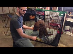 The "Kong" Dog Cage review. Don't waste your money...