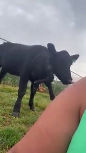 🚨I’ve gotten a lot of questions regarding Charlotte from people that don’t know her story … SO I thought I would address them in one post. 🚨 (This video is before her going to the hospital for surgery) ⭐️Charlotte is a 1 year old Angus. ⭐️ we saved her from an auction 2 months ago. ⭐️When she arrived she was completely “feral”. You could not get anywhere near her. I don’t think she was abused- Just never handled. ⭐️ I worked with her every day building her trust (and falling more in love with 