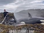Killer whale stranded on rocks is saved by a group who sprayed it with water