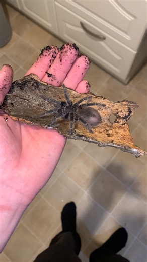 What species is this spider? I found this huge tarantula like spider worh two dot patterns on its back! #scotland #spiderlife #hongkongtiktok