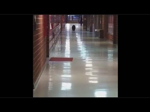 Bear roams hallway at Bozeman High School