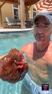 30K views · 240 reactions | Oh to be a chicken floating in the pool...