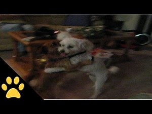 Dancing Dogs: Compilation