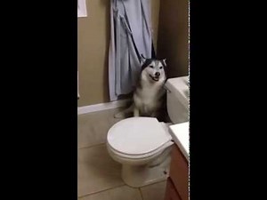 Husky Throws Temper Tantrum To Protest Bath Time and Hides Behind Toilet