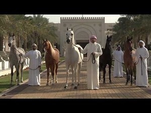 Inside the Arabian Horse Farm | Breeding, Grooming, Training and Daily Care
