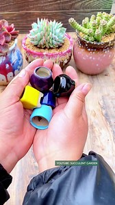 697K views · 10K reactions | Tiny succulents 殺 #succulents #suculentas | Succulents | Facebook