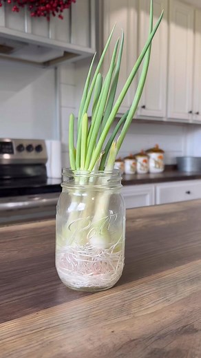 I recently saw this idea 💡 online and have been doing this myself for about a month. 🌱 Just place green onions 🧅 (organic preferably) in a glass jar 🫙 of water 💦 on a window 🪟 sill or somewhere sunny ☀️. Be sure to change out the water 💧 at least once a week to prevent molding. Trim (in a downward diagonal direction) as needed for cooking 🧑‍🍳, and they’ll keep producing more. Functional and they look 👀 so pretty, too. 💚 #gardeningtips #GardenInspiration #IndoorPlants #indoorgardening 