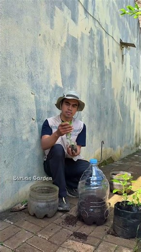 Plant three chili trees in one used gallon pot #gardeningideas #farming #chili #gardening #garden