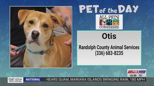 Pet of the Day: You can't resist the temptation to adopt Otis