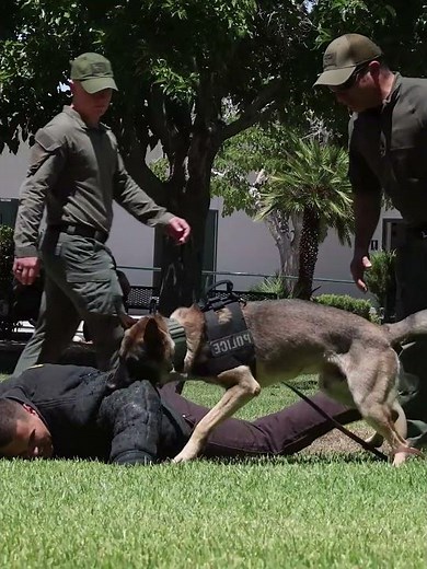 “K9 Training – The Four-Legged Warriors of the Military 🇺🇸🐕‍🦺” #usmc #k9hero #dog