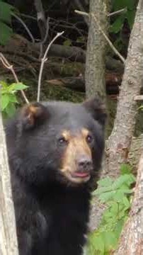 Seeking Safety: A Frightened Black Bear Cub Scales a Pine! #shorts