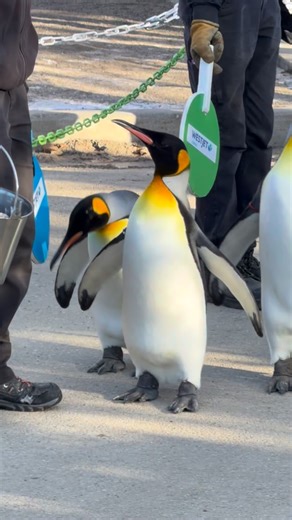 Are you waddlering all about what makes penguins so special? 🐧 The Penguin Walk, presented by WestJet Cargo, is the perfect way to admire our flippered friends, as king penguins strut their stuff during their wintry walk through zoo grounds. See the waddle for yourself at the Wilder Institute/Calgary Zoo daily at 10:30 a.m. (weather permitting), until mid-March. 👏 You can continue your deep dive into the icy world of penguins with a highly anticipated @nationalgeographiclive event. On April 19