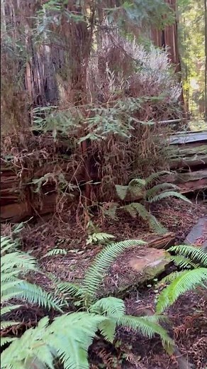 A Very Rare ALBINO Redwood Tree
