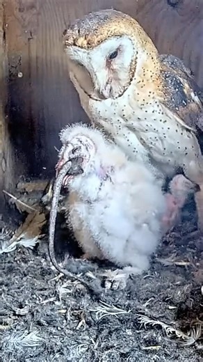 That Tail Is HUGE! 😮🐀