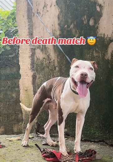 Understanding Pit Bull Behavior Before and After Matches