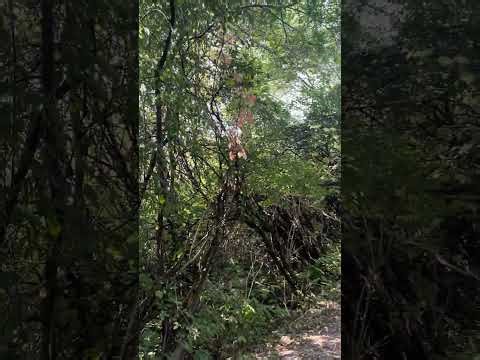 Cover of Wonderwall by Oasis