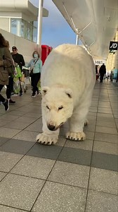 6.8K views · 135 reactions |  SNOWY THE POLAR BEAR IS BACK TOMORROW!...