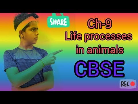 Curosity ch-9 life processes in animals CBSE