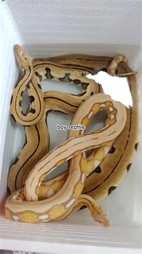 3 ular reticulatus python dengan morph yang berbeda