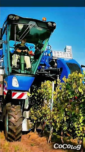 大型機械によるブドウの自動収穫プロセス #worker #process #grapeharvester #agriculture #farming