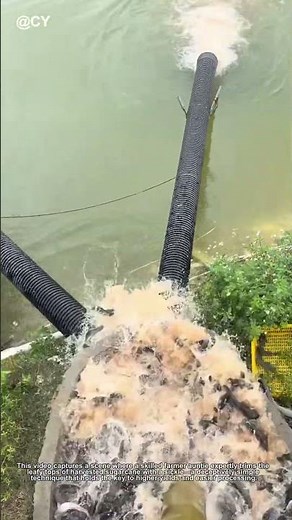 The Secret of FAST Fish Release! 🌾 Simple Pipe Trick Saves Time & Fish