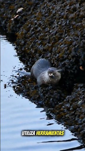 La Nutria Marina: El Animal que Usa Herramientas | Planeta Salvaje Oficial