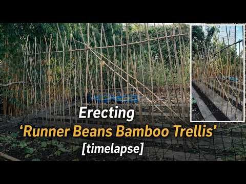 Erecting Bamboo Cane Trellis for Runner Beans
