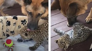 Loving German Shepherd raises little leopard cub