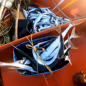 94K views · 534 reactions | Amazing Fishing Catching Skill, Gill Net Fishing on The Sea | கடல் | Facebook