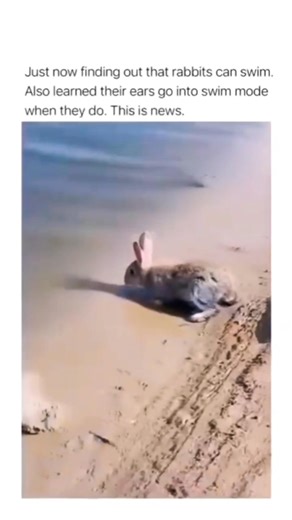19K views · 954 reactions | I never considered the possibility of rabbits swimming! Better tuck those ears in藍藍  Cradit: Unknown DM me #rabbit #bunny #funny #fun #viral #reels #fbreels #pet | USA Rabbit Lovers | Facebook