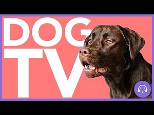 TV FOR DOGS - 15 HOURS OF INSTANT DOG ENTERTAINMENT! (2021)