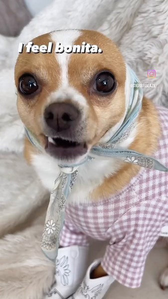 Feeling Bonita: The Adorable Chihuahuas You Can't Miss