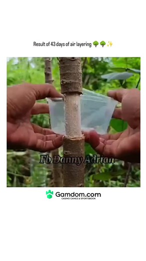 universe_decode on Instagram: "The post showcases air layering, a horticultural technique inducing roots on an intact branch using moist soil and plastic wrapping, yielding a robust root ball in just 43 days for a tropical plant like hibiscus. Quoting a user's call for an "amazing" video, it has exploded to over 3.5 million views, sparking widespread interest in accessible plant propagation methods. Indonesian replies reveal "cangkok" as the local term, with commenters expressing surprise at the