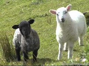 sheep - sound effect