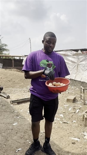 Bempet Organic Farm on Instagram: "We are a quality kind of protein source here to raise birds, fish, and all livestock"