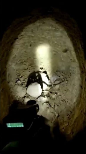 Real Footage: Mouse Exploring Its Underground City