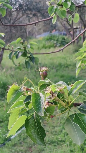 Wait, you mean pears don't only grow in supermarket?