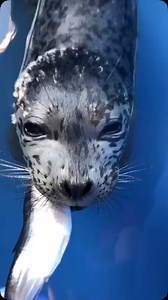When rescued harbour seal pups wean from formula to whole fish… it’s not always a smooth transition. 🥴 Learning to eat fish takes a little bit of practice, that’s why we call it “fish school”! ✏️🐟📚 #MarineMammalRescue #FishSchool #RescueRehabRelease | Vancouver Aquarium Marine Mammal Rescue Society
