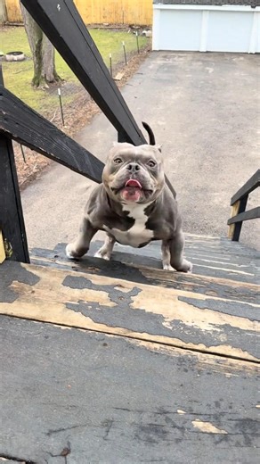 The Blood Line American Bully 🐶 #dog #americanbully #dogshorts #shorts