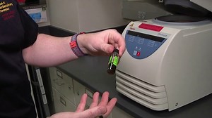 ASU researchers use insects to help police solve crimes