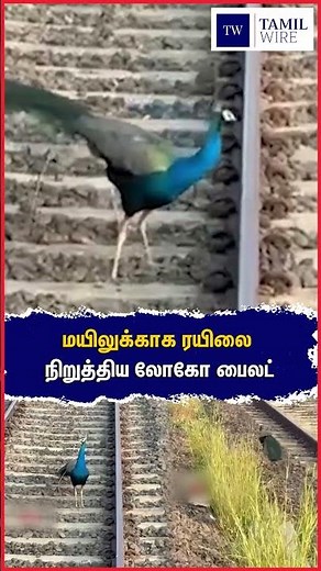 மயிலுக்காக ரயிலை நிறுத்திய லோகோ பைலட் #Train #locopilot #railway #Railwaytrack #Peacock #Viral