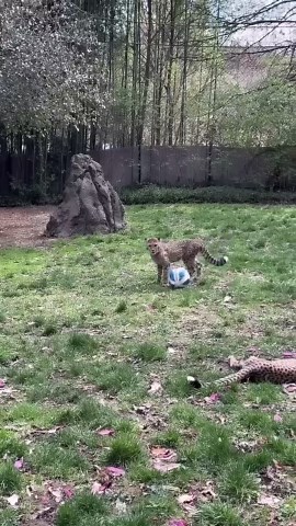 Cheetah Cubs Practice Their Soccer Skills