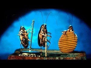 Cockroaches singing and dancing.
