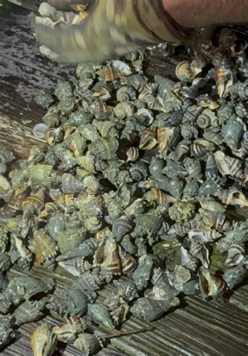 How Lance Saves Hermit Crabs: Returning Crabs From Trash to Water