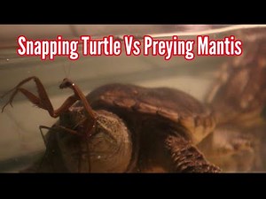 Snapping Turtle Vs Preying Mantis