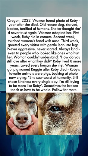 The Dog Who Believed In Kindness