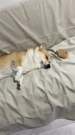 Corgi Dreams to BLACKPINK Lullabies