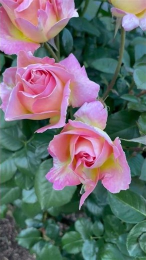 unique roses#amazing beauty #natural&pure#bariloche #argentina#amazing fragrance