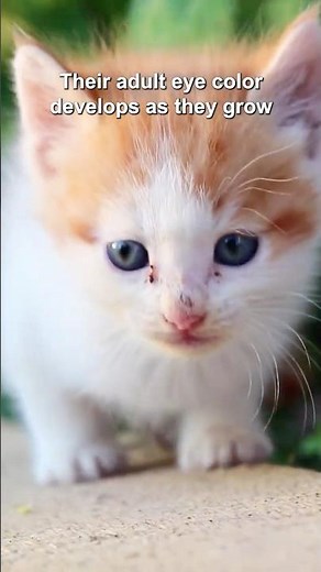 Did you know these amazing cat facts?💡✨
