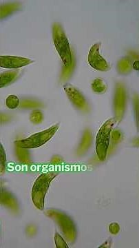 ¿Las algas son plantas?